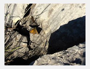 The Shepherd’s Song - Harmonie