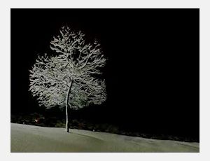 Silent Night - Harmonie