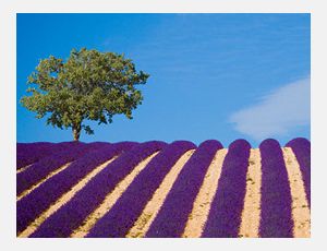 Tableaux de Provence - Harmonie