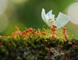 Teamspirit - Fanfare