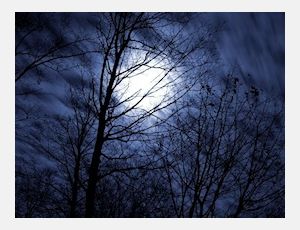 The Night of the Forrest - Harmonie