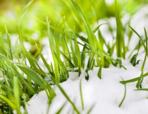 The Snow - Brassband