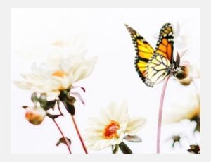 The Wand of Youth - Fanfare