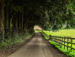 Trip down Memory Lane - Fanfare