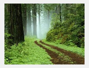 Woodland Scenery - Harmonie