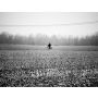 De eenzame Fietser - Harmonie