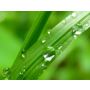 Green Green Grass: Travička Zelená - Harmonie