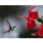 Have a Nice Day - Fanfare