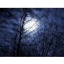 The Night of the Forrest - Harmonie
