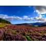 Wicklow Choral - Harmonie