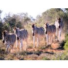 Breathtaking Africa - Harmonie